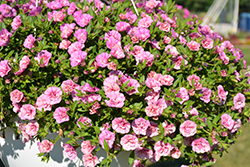 MiniFamous Double Pink Vein Calibrachoa (Calibrachoa 'MiniFamous Double Pink Vein') at A Very Successful Garden Center