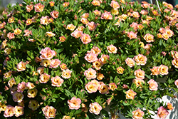 MiniFamous Double Compact Rose Chai Calibrachoa (Calibrachoa 'KLECA11226') at A Very Successful Garden Center