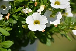 MiniFamous Compact White Calibrachoa (Calibrachoa 'MiniFamous Compact White') at A Very Successful Garden Center