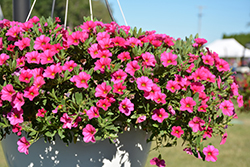 MiniFamous Compact Pink Calibrachoa (Calibrachoa 'KLECA16295') at A Very Successful Garden Center