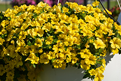 Conga Deep Yellow Calibrachoa (Calibrachoa 'Balcongdel') at Lakeshore Garden Centres