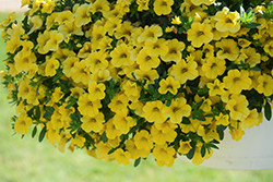 Conga Deep Yellow Calibrachoa (Calibrachoa 'Balcongdel') at A Very Successful Garden Center