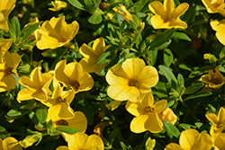 Cabaret Deep Yellow Calibrachoa (Calibrachoa 'Balcabdepy') at A Very Successful Garden Center