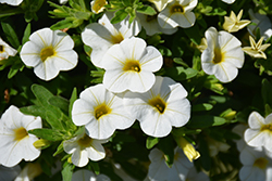 Conga White Calibrachoa (Calibrachoa 'Balcongite') at A Very Successful Garden Center