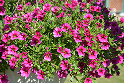 MiniFamous Compact Hot Pink Calibrachoa (Calibrachoa 'KLECA14265') at A Very Successful Garden Center