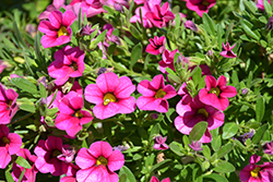 MiniFamous Compact Hot Pink Calibrachoa (Calibrachoa 'KLECA14265') at A Very Successful Garden Center