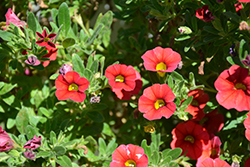 MiniFamous Compact Red Calibrachoa (Calibrachoa 'MiniFamous Compact Red') at Lakeshore Garden Centres