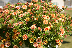MiniFamous Double Orange Strike Calibrachoa (Calibrachoa 'MiniFamous Double Orange Strike') at A Very Successful Garden Center