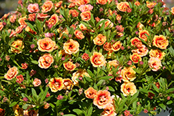 MiniFamous Double Orange Strike Calibrachoa (Calibrachoa 'MiniFamous Double Orange Strike') at A Very Successful Garden Center