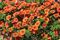 Colibri Orange Calibrachoa (Calibrachoa 'Colibri Orange') at A Very Successful Garden Center