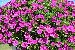 Aloha Nani Pink Calibrachoa (Calibrachoa 'Aloha Nani Pink') at Lakeshore Garden Centres