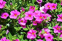 Aloha Nani Pink Calibrachoa (Calibrachoa 'Aloha Nani Pink') at Lakeshore Garden Centres