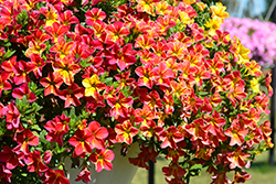 Aloha Nani Red Cartwheel Calibrachoa (Calibrachoa 'Aloha Nani Red Cartwheel') at A Very Successful Garden Center