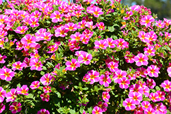 StarShine Pink Calibrachoa (Calibrachoa 'KLECA16346') at A Very Successful Garden Center
