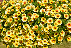 MiniFamous Neo Yellow Red Vein Calibrachoa (Calibrachoa 'MiniFamous Neo Yellow Red Vein') at A Very Successful Garden Center