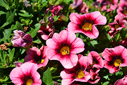 Hula Hot Pink Calibrachoa (Calibrachoa 'Hula Hot Pink') at A Very Successful Garden Center