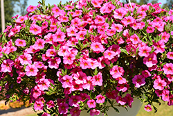 Aloha Kona Hot Pink Calibrachoa (Calibrachoa 'Aloha Kona Hot Pink') at A Very Successful Garden Center