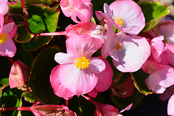 Sprint Plus Pink Begonia (Begonia 'Sprint Plus Pink') at A Very Successful Garden Center