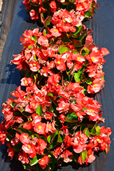 Sprint Plus Orange Begonia (Begonia 'Sprint Plus Orange') at Lakeshore Garden Centres