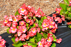 Sprint Plus Blush Begonia (Begonia 'Sprint Plus Blush') at Lakeshore Garden Centres