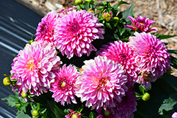 Labella Grande Dark Pink Dahlia (Dahlia 'Labella Grande Dark Pink') at A Very Successful Garden Center