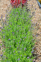 Blue Torch Fernleaf Lavender (Lavandula multifida 'Blue Torch') at A Very Successful Garden Center