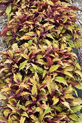 FlameThrower Spiced Curry Coleus (Solenostemon scutellarioides 'Spiced Curry') at A Very Successful Garden Center
