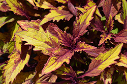 FlameThrower Spiced Curry Coleus (Solenostemon scutellarioides 'Spiced Curry') at A Very Successful Garden Center