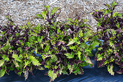 Rodeo Drive Coleus (Solenostemon scutellarioides 'Rodeo Drive') at A Very Successful Garden Center