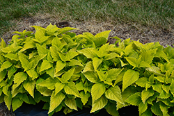 ColorBlaze Lime Time Coleus (Solenostemon scutellarioides 'Lime Time') at A Very Successful Garden Center