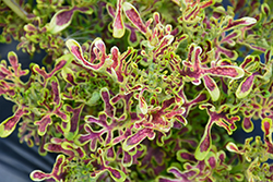 Under The Sea Red Coral Coleus (Solenostemon scutellarioides 'Red Coral') at A Very Successful Garden Center