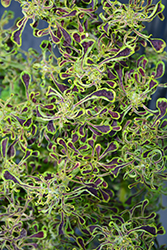 Under The Sea Sea Weed Coleus (Solenostemon scutellarioides 'Sea Weed') at Lakeshore Garden Centres