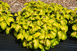 PartyTime Lime Coleus (Solenostemon scutellarioides 'PartyTime Lime') at A Very Successful Garden Center