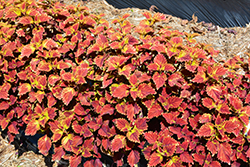 Color Clouds Be Mine Coleus (Solenostemon scutellarioides 'Be Mine') at A Very Successful Garden Center