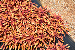 Fancy Feathers Copper Coleus (Solenostemon scutellarioides 'Fancy Feathers Copper') at Lakeshore Garden Centres