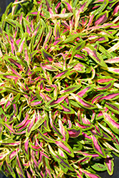 Fancy Feathers Pink Coleus (Solenostemon scutellarioides 'Fancy Feathers Pink') at Lakeshore Garden Centres
