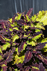 Globetrotters Taylor Coleus (Solenostemon scutellarioides 'Taylor') at A Very Successful Garden Center