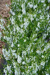 Angelwings White Angelonia (Angelonia angustifolia 'Angelwings White') at A Very Successful Garden Center