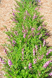 Angelwings Pink Angelonia (Angelonia angustifolia 'Angelwings Pink') at A Very Successful Garden Center