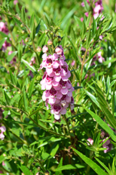 Angelwings Pink Angelonia (Angelonia angustifolia 'Angelwings Pink') at A Very Successful Garden Center