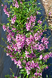 Angelina Pink Angelonia (Angelonia angustifolia 'Angelina Pink') at A Very Successful Garden Center
