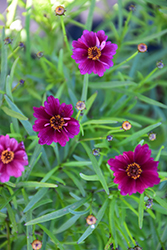 Twinklebells Purple Tickseed (Coreopsis rosea 'URITW01') at A Very Successful Garden Center