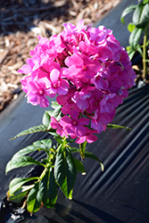 Sweet Summer Dream Garden Phlox (Phlox paniculata 'Sweet Summer Dream') at A Very Successful Garden Center