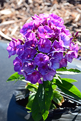 Sweet Summer Surprise Garden Phlox (Phlox paniculata 'Sweet Summer Surprise') at A Very Successful Garden Center