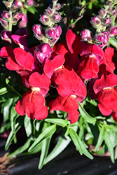 Candy Tops Red Snapdragon (Antirrhinum 'Candy Tops Red') at Lakeshore Garden Centres