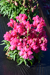 Candy Tops Rose Snapdragon (Antirrhinum 'Candy Tops Rose') at A Very Successful Garden Center
