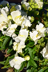 Candy Tops White Snapdragon (Antirrhinum 'Candy Tops White') at Lakeshore Garden Centres