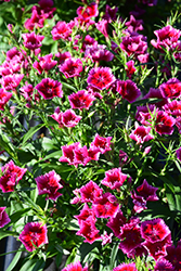 Diamond Crimson Picotee Pinks (Dianthus 'Diamond Crimson Picotee') at A Very Successful Garden Center