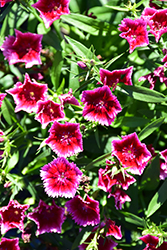 Diamond Crimson Picotee Pinks (Dianthus 'Diamond Crimson Picotee') at A Very Successful Garden Center