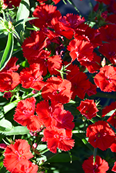 Diamond Scarlet Pinks (Dianthus 'Diamond Scarlet') at Lakeshore Garden Centres